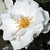 Blanche - Rosiers floribunda - White Magic